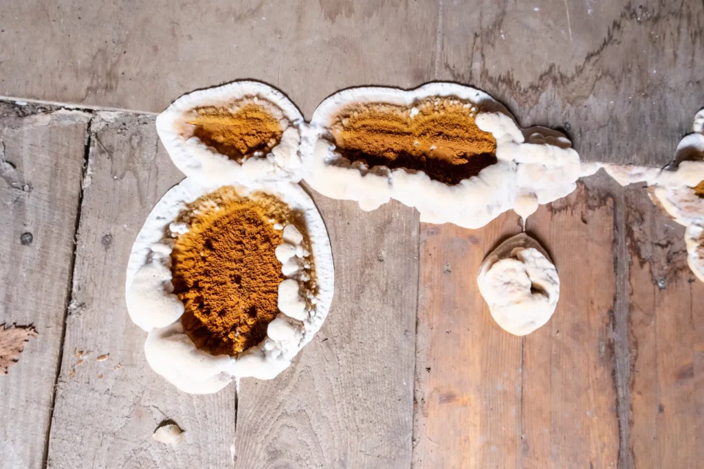 Plaques de mérule brun-rouille bordées d'un liseré blanc cotonneux sur un plancher en bois